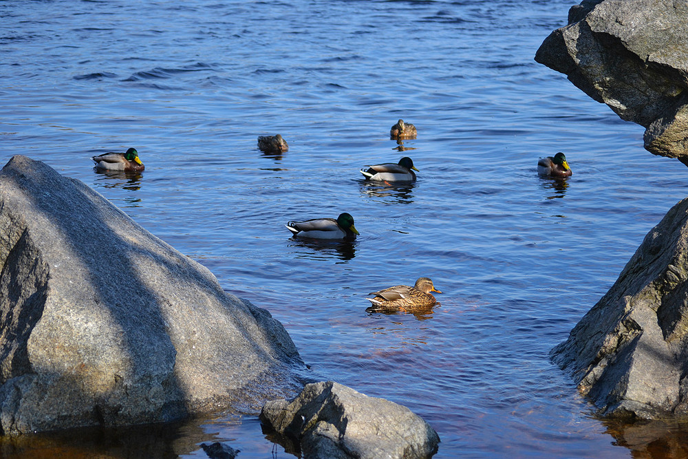 Фотографія **** / Віктор Чернецький / photographers.ua