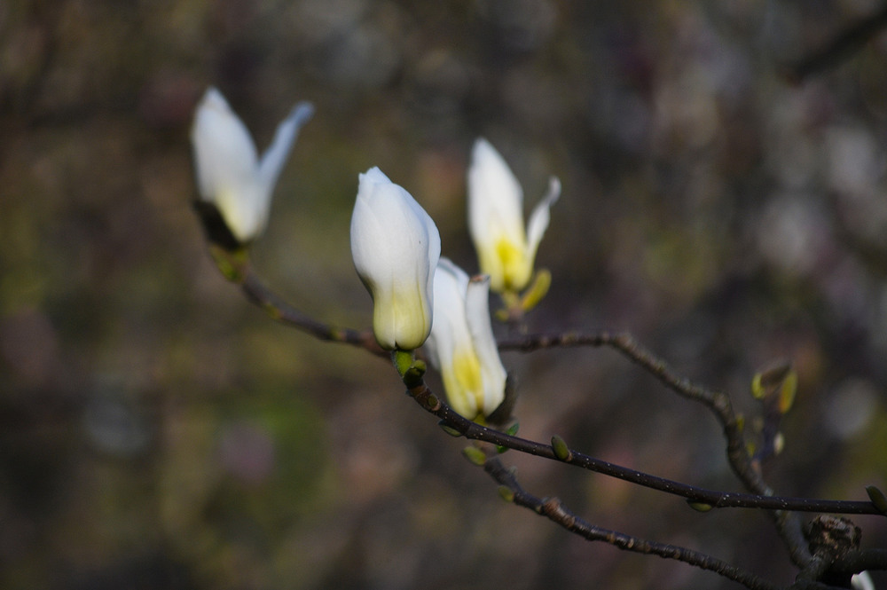 Фотографія **** / Віктор Чернецький / photographers.ua