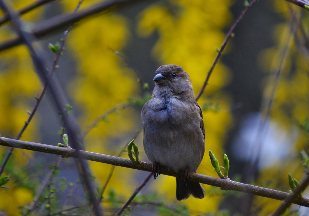 Фотографія **** / Віктор Чернецький / photographers.ua