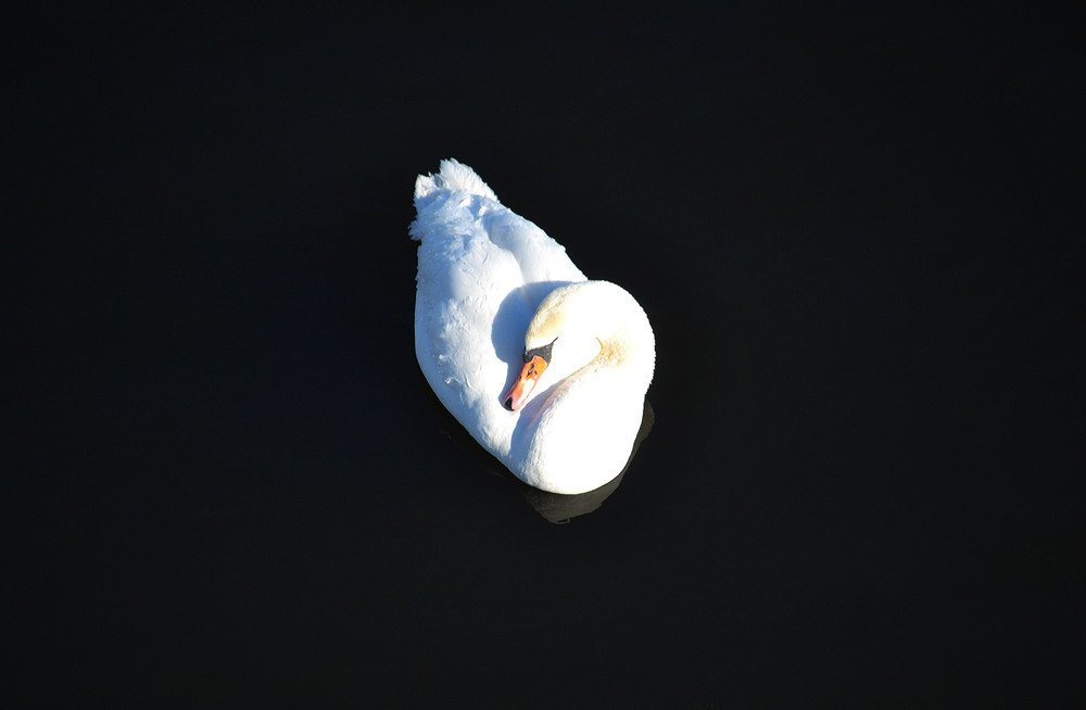 Фотографія **** / Віктор Чернецький / photographers.ua