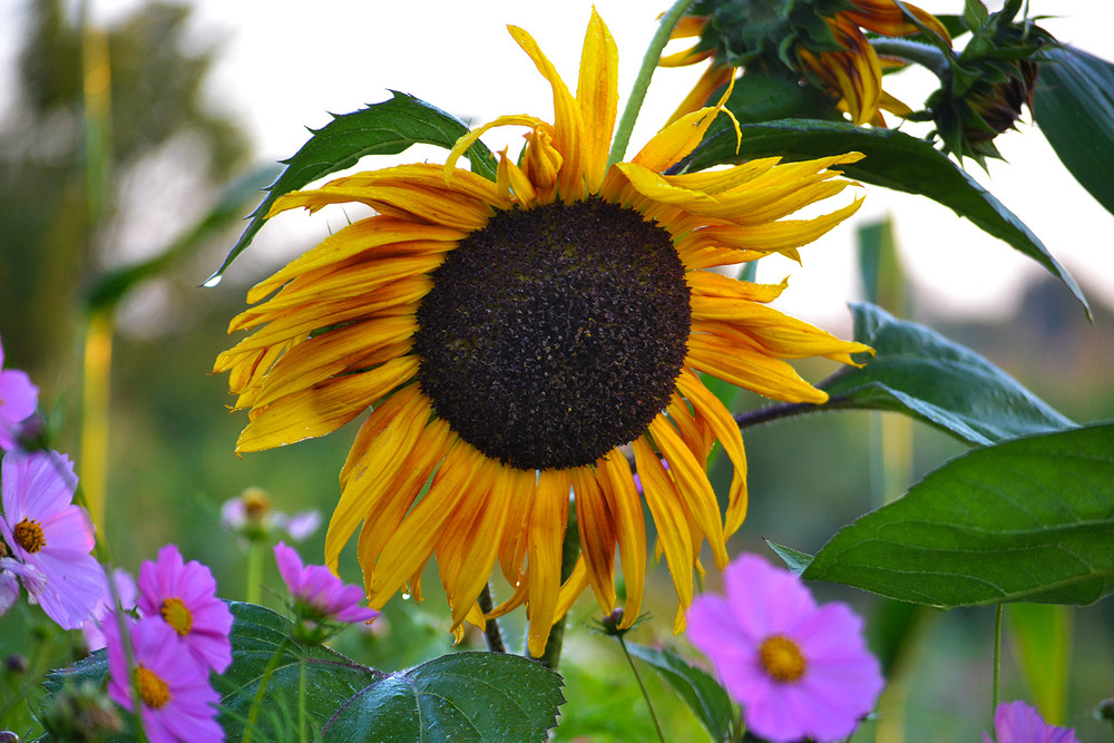 Фотографія **** / Віктор Чернецький / photographers.ua