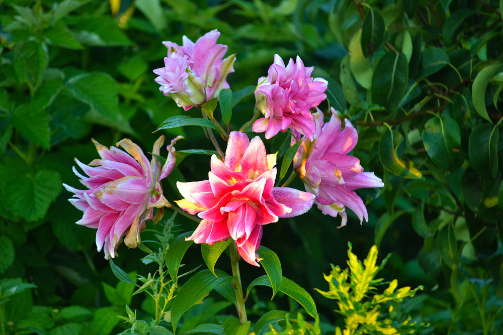 Фотографія **** / Віктор Чернецький / photographers.ua