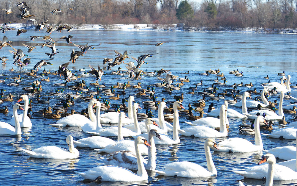Фотографія **** / Віктор Чернецький / photographers.ua