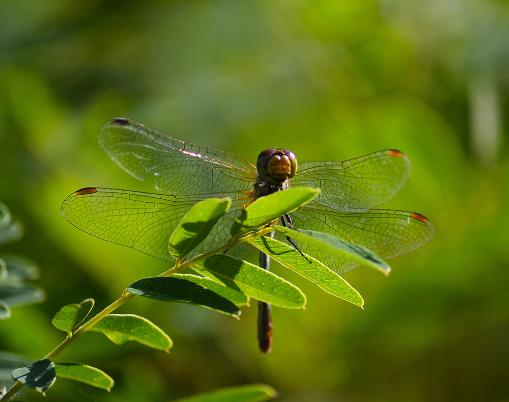 Фотографія **** / Віктор Чернецький / photographers.ua