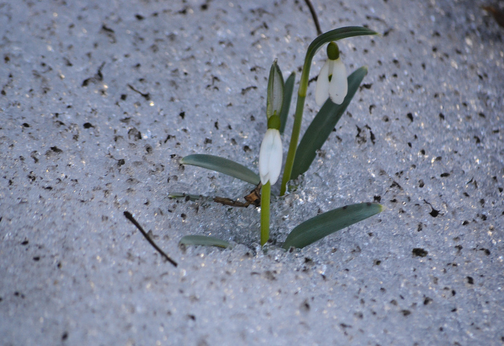 Фотографія **** / Віктор Чернецький / photographers.ua