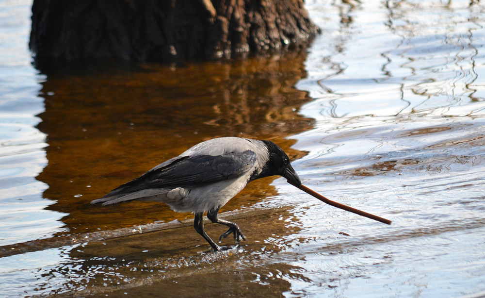 Фотографія **** / Віктор Чернецький / photographers.ua