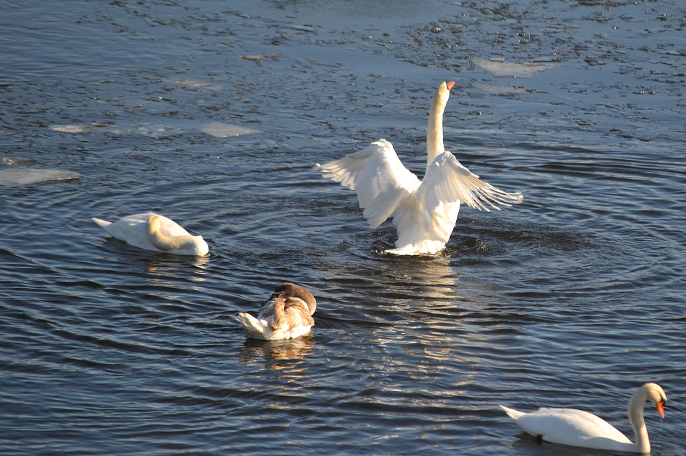 Фотографія **** / Віктор Чернецький / photographers.ua