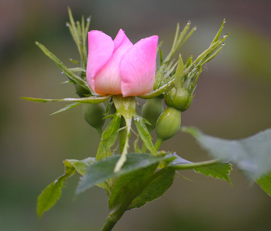 Фотографія **** / Віктор Чернецький / photographers.ua