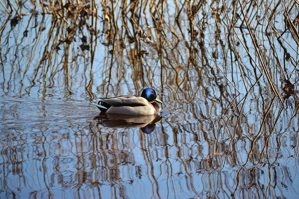 Фотографія **** / Віктор Чернецький / photographers.ua