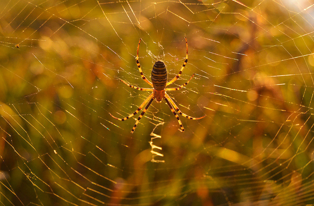 Фотографія **** / Віктор Чернецький / photographers.ua