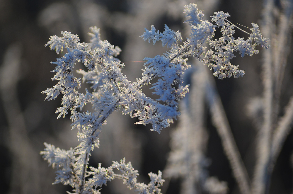 Фотографія **** / Віктор Чернецький / photographers.ua