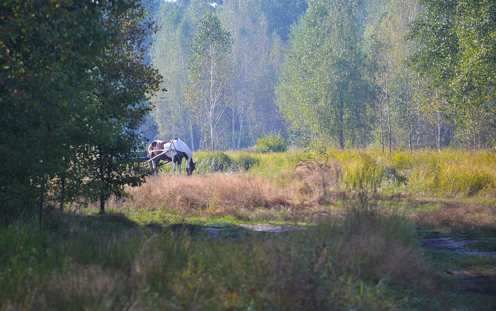 Фотографія **** / Віктор Чернецький / photographers.ua