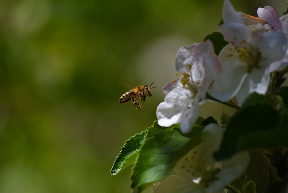 Фотографія **** / Віктор Чернецький / photographers.ua