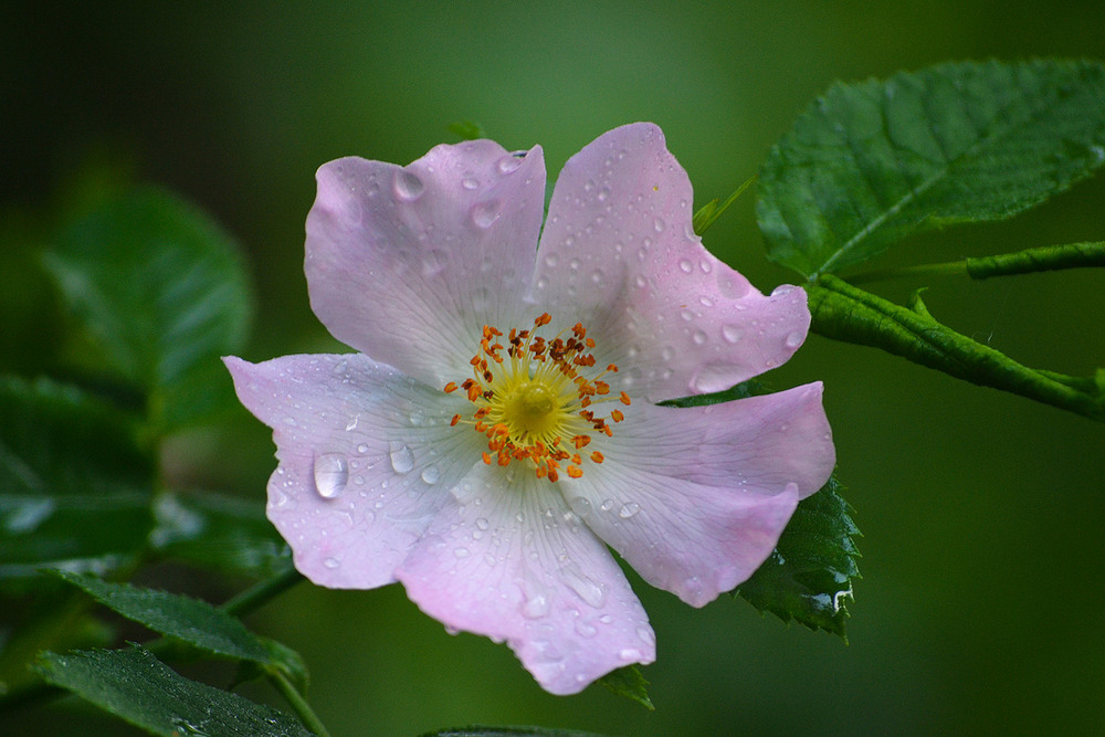 Фотографія **** / Віктор Чернецький / photographers.ua