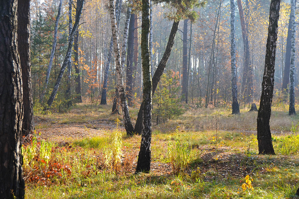 Фотографія **** / Віктор Чернецький / photographers.ua