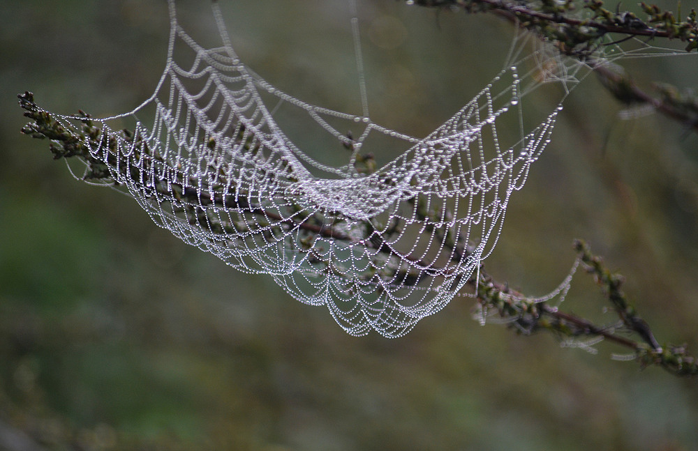 Фотографія **** / Віктор Чернецький / photographers.ua
