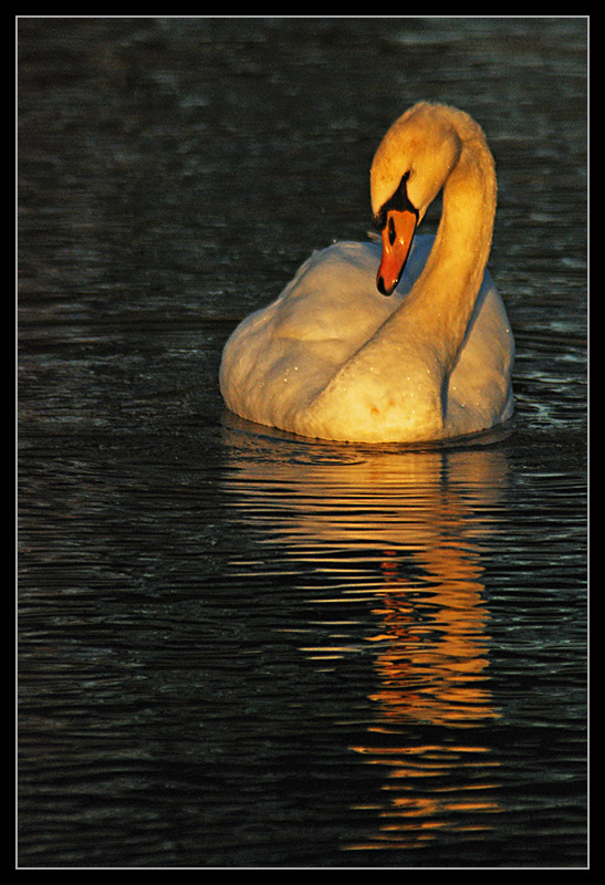 Фотографія Белый Лебедь в Золоте Заката / Alex Kess / photographers.ua