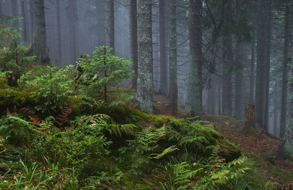 Фотографія Charming pine forest in the Carpathians .. / Ivan Maljarenko / photographers.ua