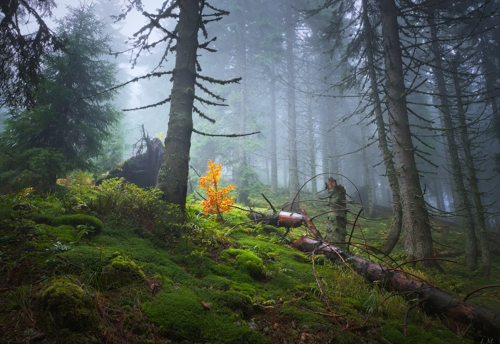 Фотографія Сокровище таинственного леса / Ivan Maljarenko / photographers.ua