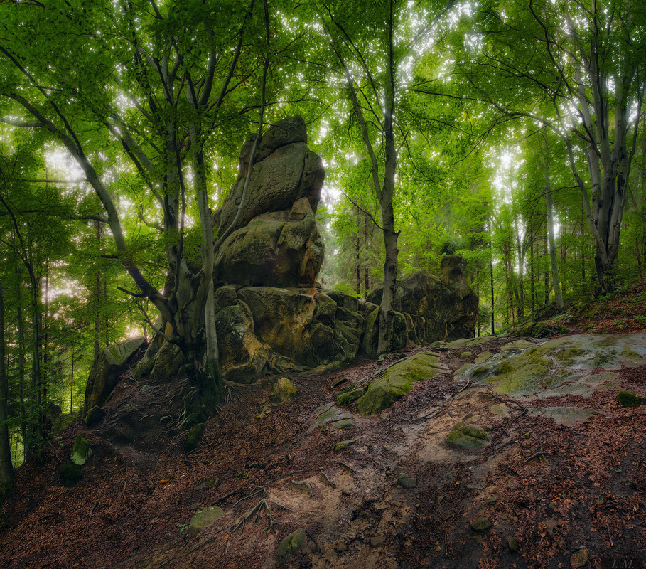 Фотографія Мистический лес Тустани / Ivan Maljarenko / photographers.ua