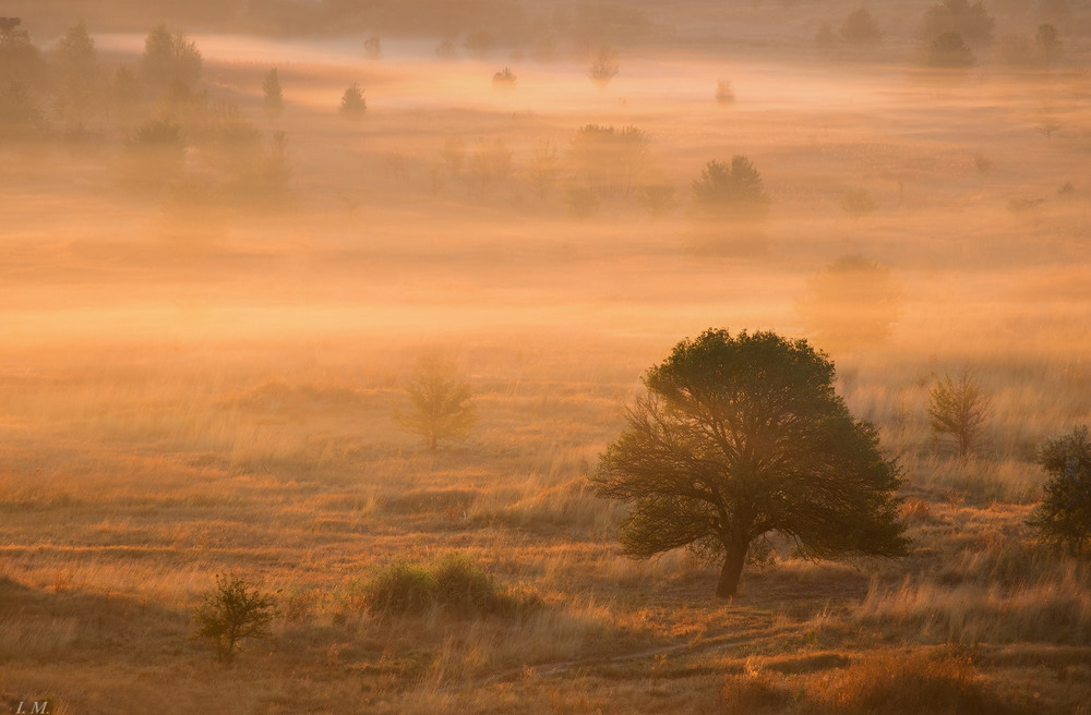 Фотографія golden fog .. / Ivan Maljarenko / photographers.ua