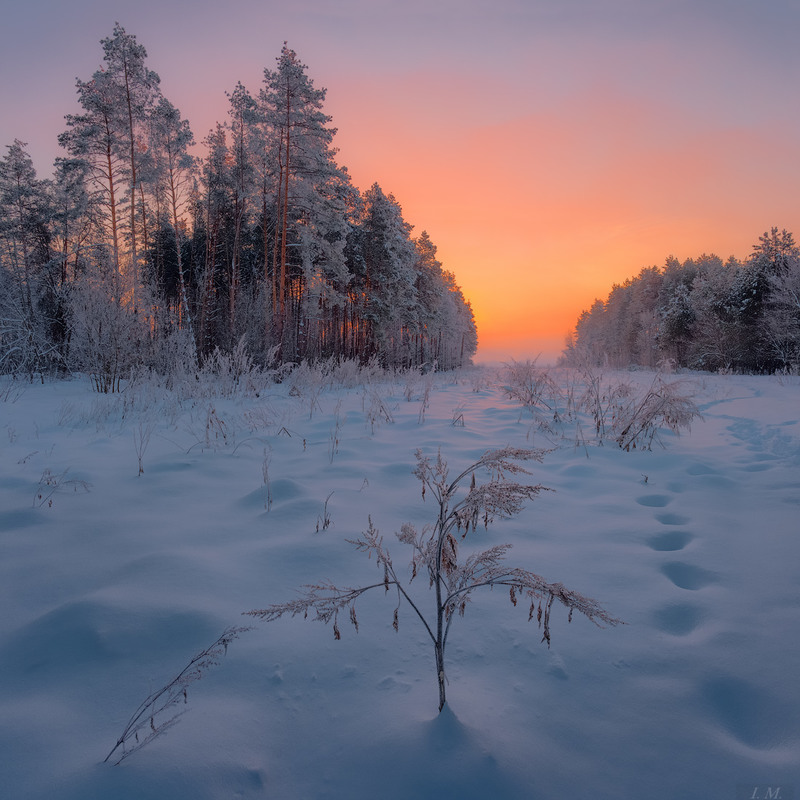 Фотографія Зимнее утро на опушке леса / Ivan Maljarenko / photographers.ua