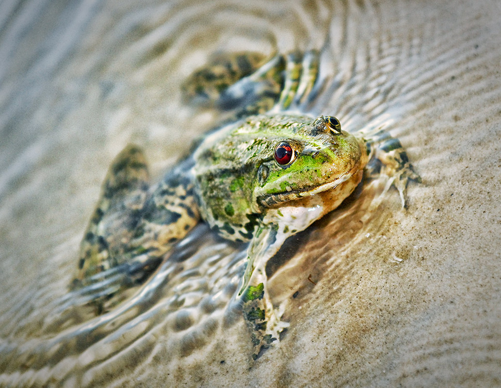 Фотографія Животные / Павел Шистко / photographers.ua