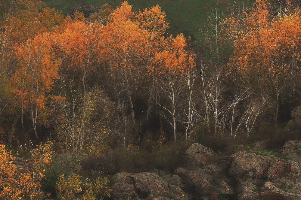 Фотографія black and orange forest / Wise owl. / photographers.ua
