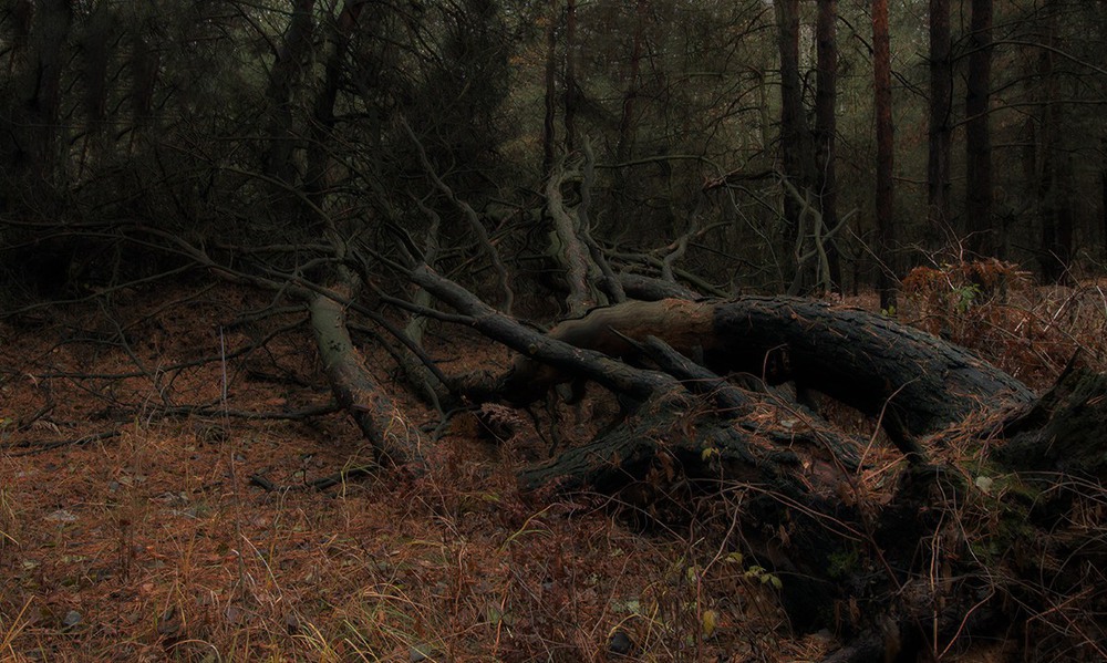Фотографія Black Forest Wood / Wise owl. / photographers.ua