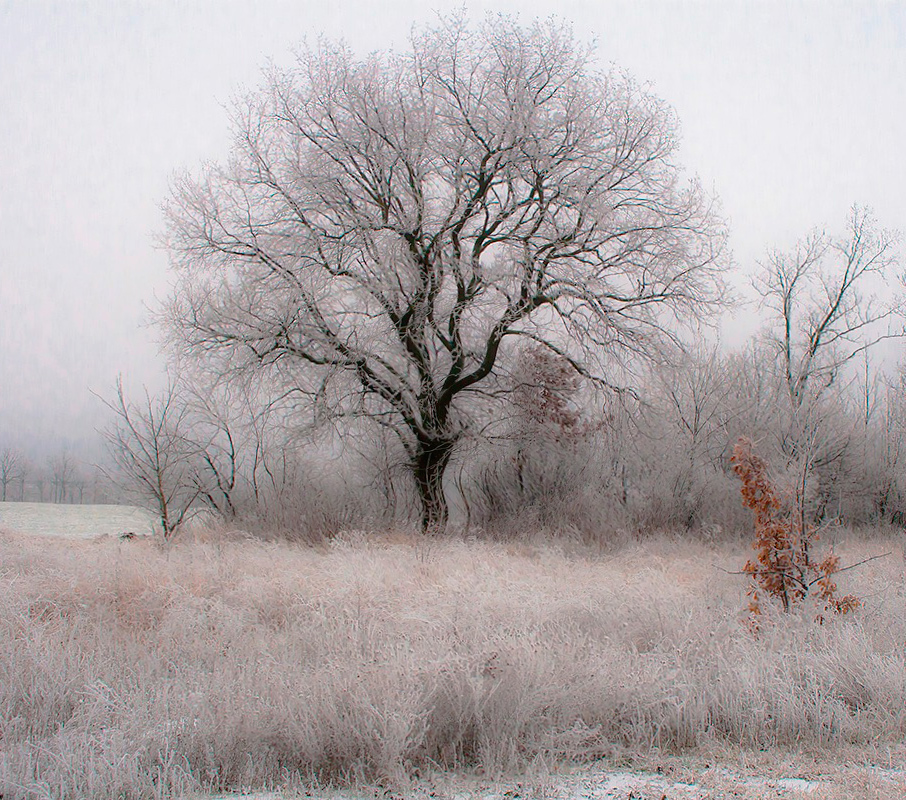 Фотографія Miracle tree / Wise owl. / photographers.ua