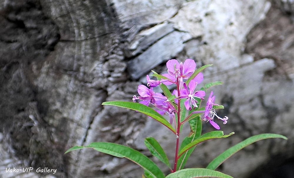 Фотографія Гламур / Igor Vakaliuk / photographers.ua