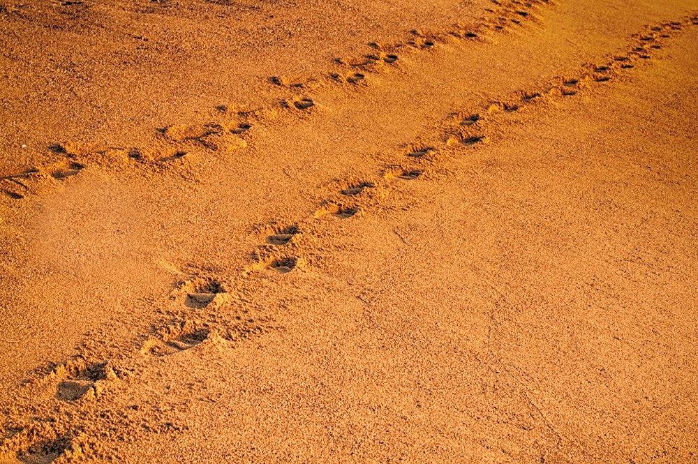 Фотографія Двоє...(3) / Igor Vakaliuk / photographers.ua