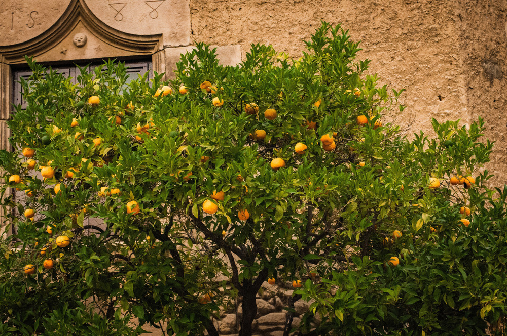 Фотографія ...трішки гарячих помаранчів... / Igor Vakaliuk / photographers.ua