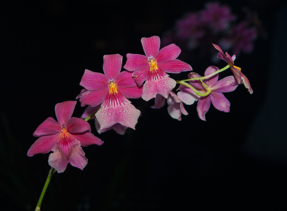 Фотографія Гламур / Igor Vakaliuk / photographers.ua