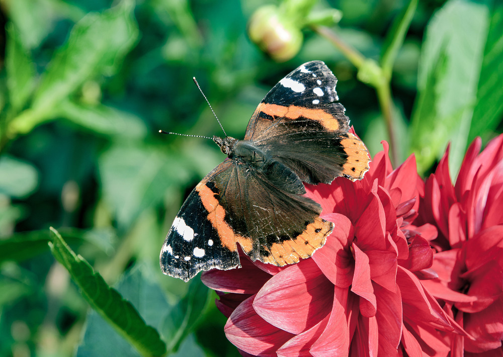 Фотографія ... скоро ... / Igor Vakaliuk / photographers.ua