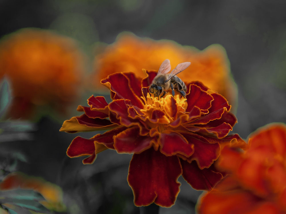 Фотографія Гламур / Igor Vakaliuk / photographers.ua