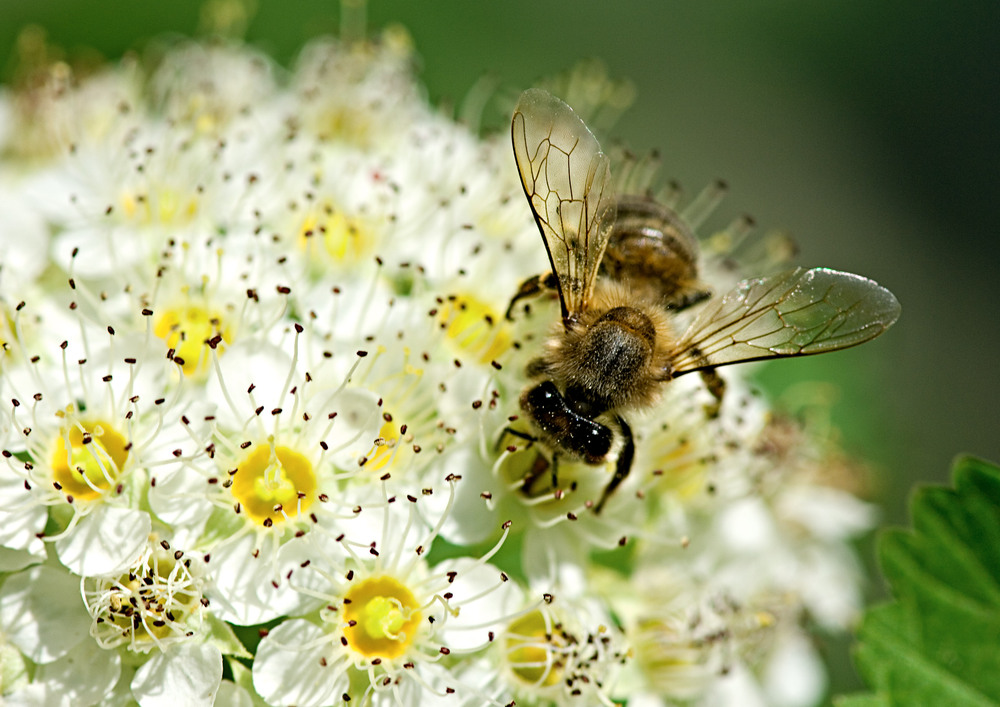 Фотографія ... і трішки літа... / Igor Vakaliuk / photographers.ua