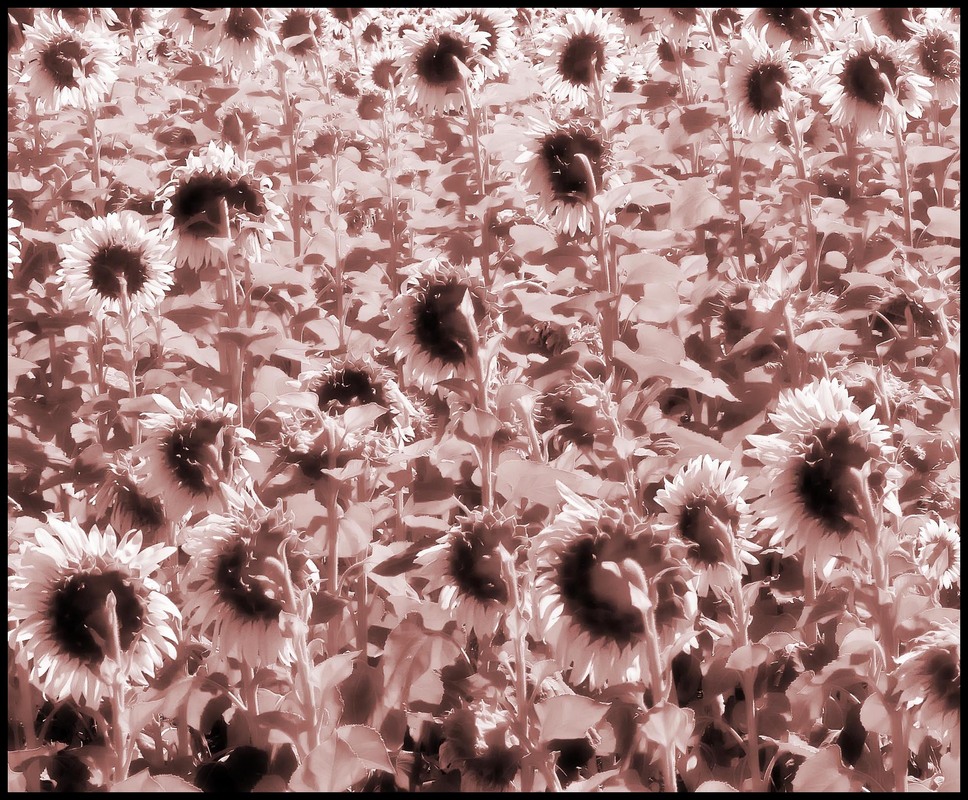 Фотографія Гламур / Igor Vakaliuk / photographers.ua