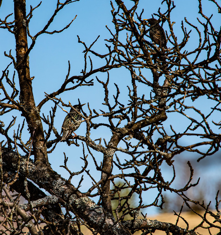 Фотографія ... замаскувались ... (Співучі дрозди) / Igor Vakaliuk / photographers.ua