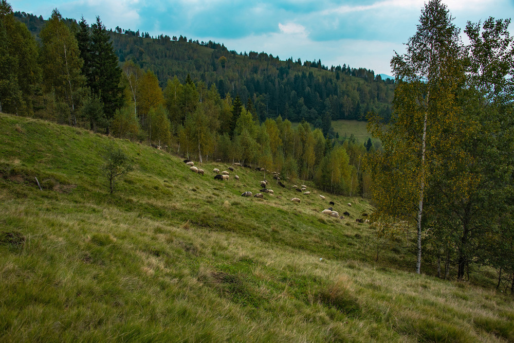 Фотографія Вівці... / Igor Vakaliuk / photographers.ua