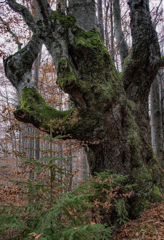 Фотографія За плечима століть... / Igor Vakaliuk / photographers.ua