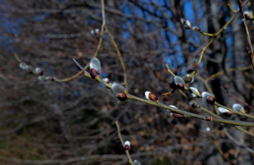 Фотографія ...ДЕНЬ САКРАЛЬНОЇ ВЕРБОНОСИЦІ ... / Igor Vakaliuk / photographers.ua