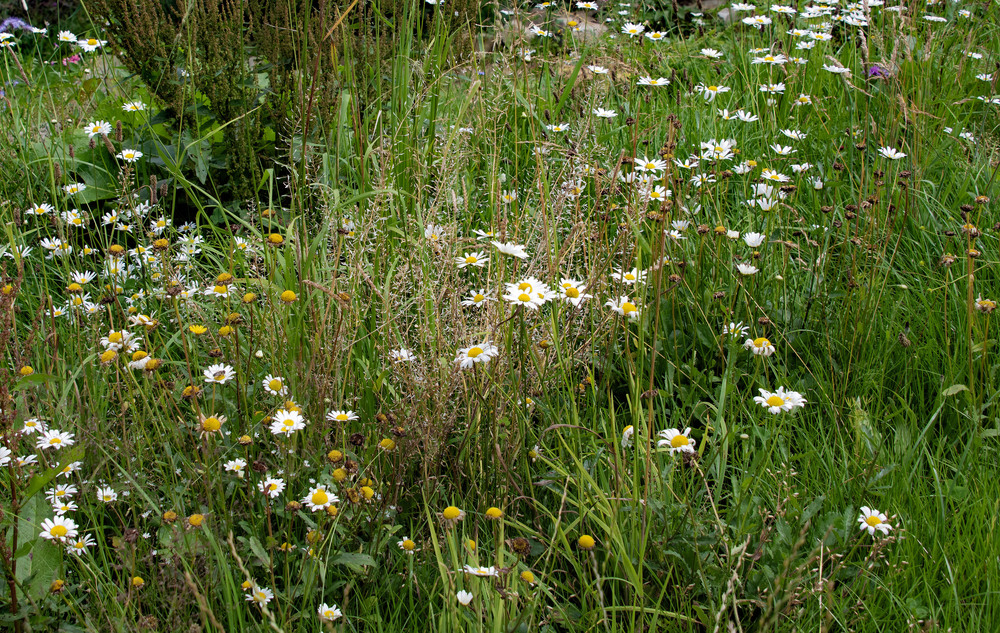 Фотографія ...Карпатське різнотрав"я,,,, / Igor Vakaliuk / photographers.ua