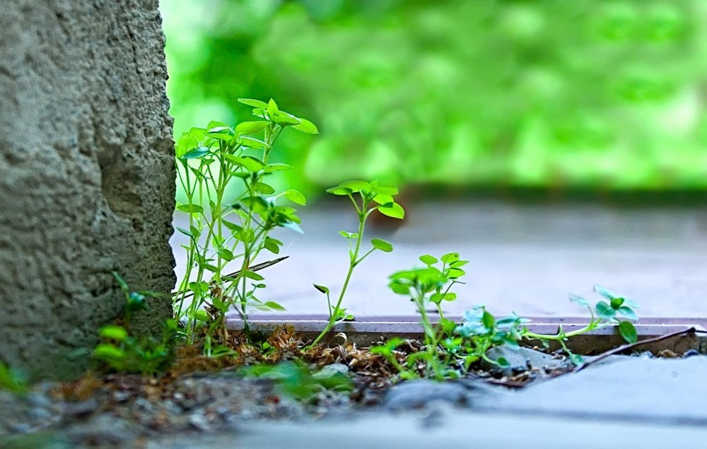 Фотографія Контраст / Igor Vakaliuk / photographers.ua