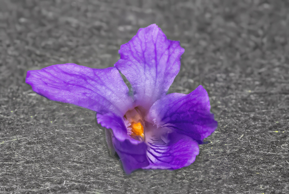 Фотографія Гламур / Igor Vakaliuk / photographers.ua