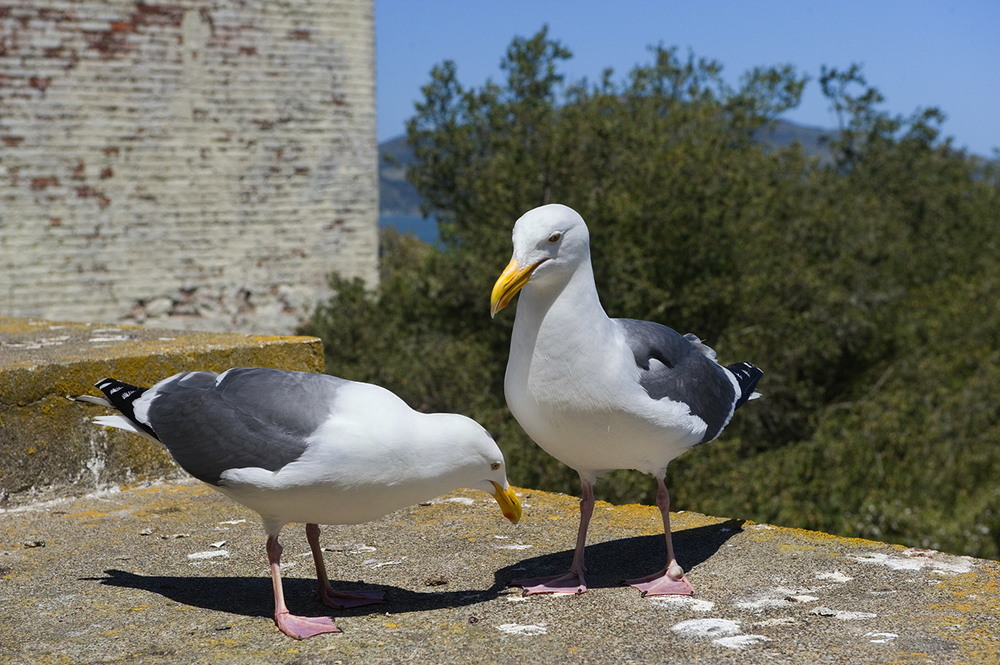 Фотографія Бесіда,,, / Igor Vakaliuk / photographers.ua