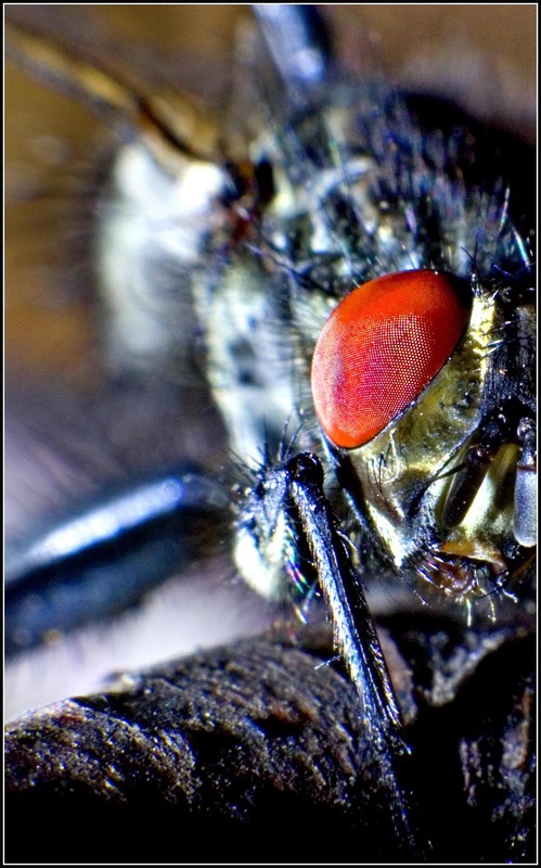 Фотографія Мух... / Igor Vakaliuk / photographers.ua