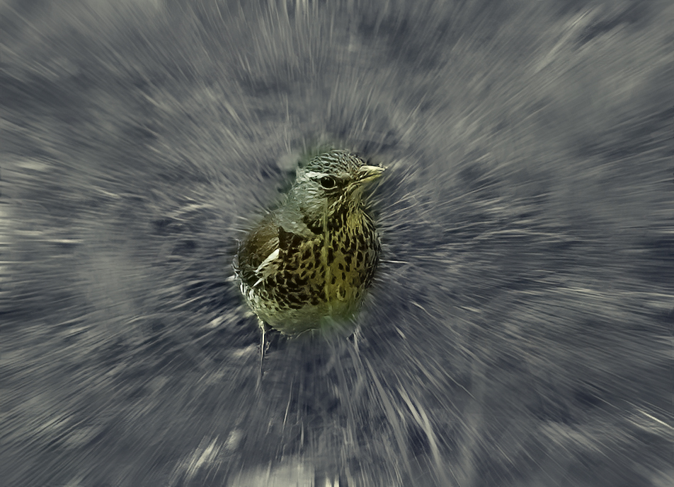 Фотографія ... експеримент... / Igor Vakaliuk / photographers.ua