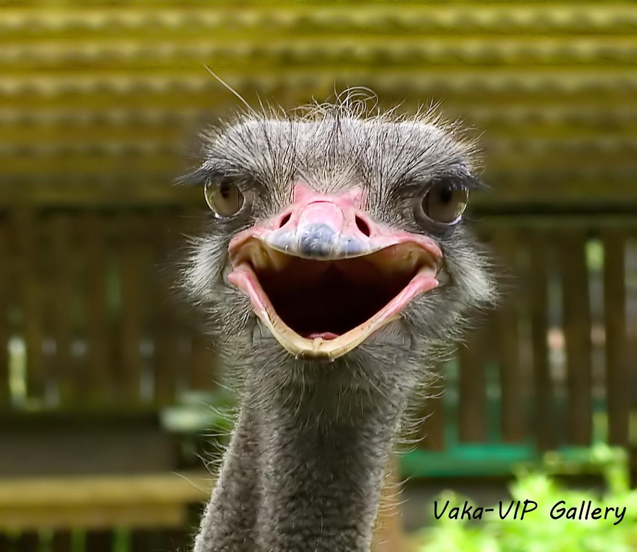 Фотографія Гламур / Igor Vakaliuk / photographers.ua