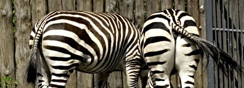 Фотографія Гламур / Igor Vakaliuk / photographers.ua